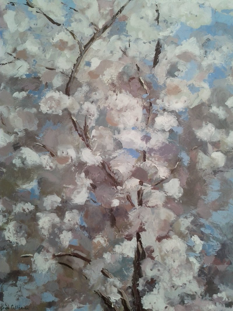 Cerisier en fleurs