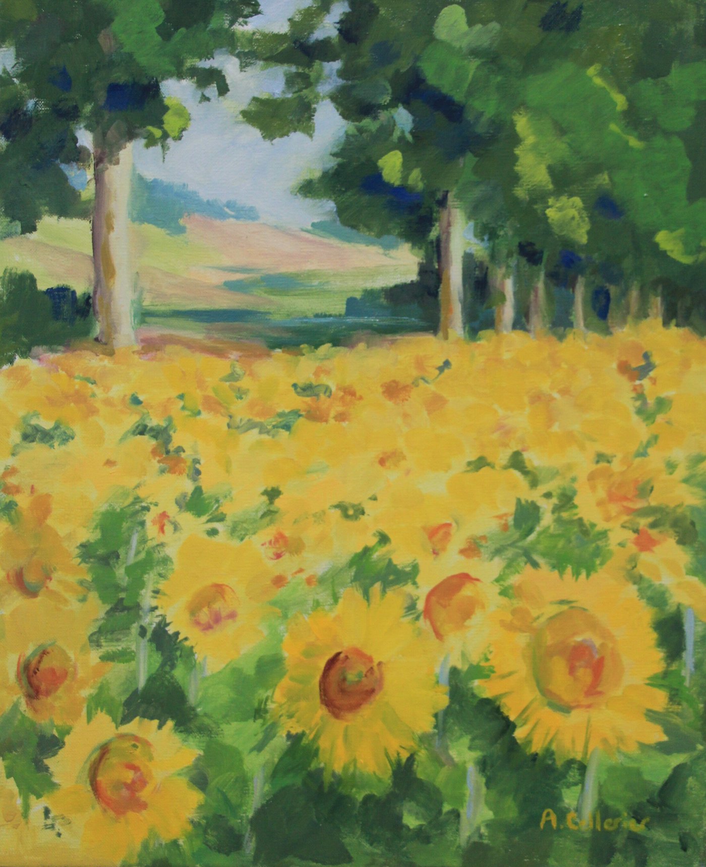 Champs de tournesols