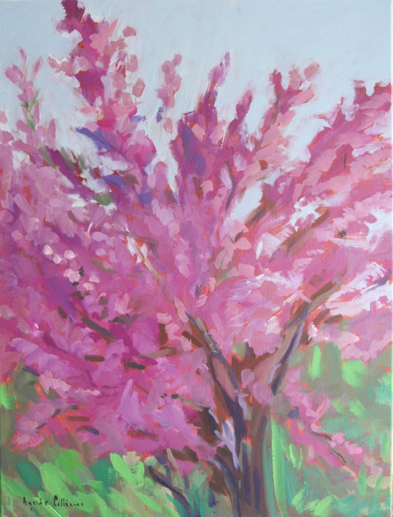 L'arbre de Judée
